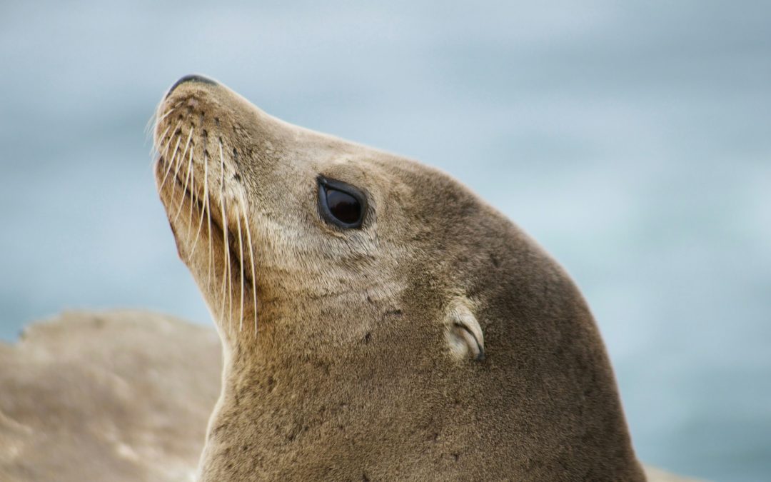 Sony and AI Singapore collaborate on SEA-LION LLMs